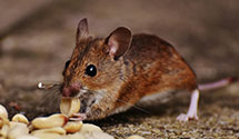 24 Hour & Emergency Exterminators in North Port, FL